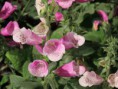 /album/philadelphia-flower-show-2013/philly-flower-garden-show-2013-023-jpg/